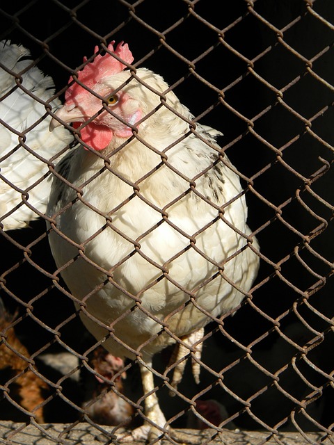 聯賽杯出局 聯賽杯出局